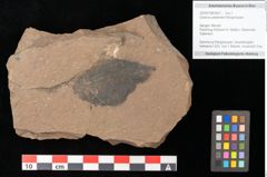 Foto (Objekt + Etikett) von Quercus palaeoilex Ettingshausen (NHMW-GEO-2024-0188-0937)
